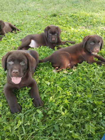 LABRADOR RETRIEVER CUCCIOLI CIOCCOLATO - Foto 3