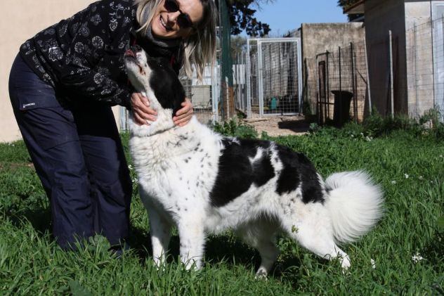 Panda cerca una casa in cui tornare a vivere - Foto 6
