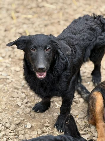 ERIC, cucciolo dolcissimo dimenticato da tutti. - Foto 4