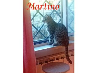 MARTINO, dolcissimo micio in adozione