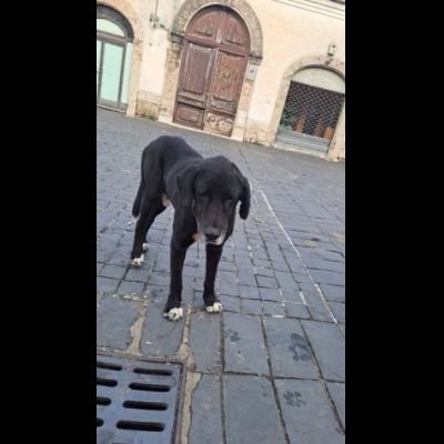 DIEGO, CUORE GRANDE, CANE IN ADOZIONE - Foto 3