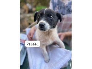 Pegaso cucciolo