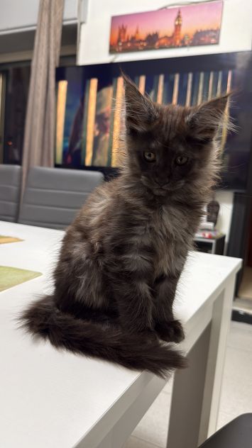 Maine Coon xxl AltaGenetica - Foto 6