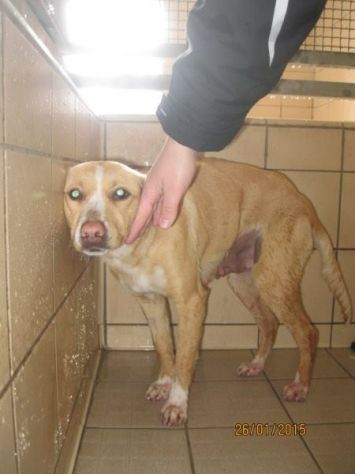 ALISCIA, giocherellona e dolcissima cagnolina - Foto 2