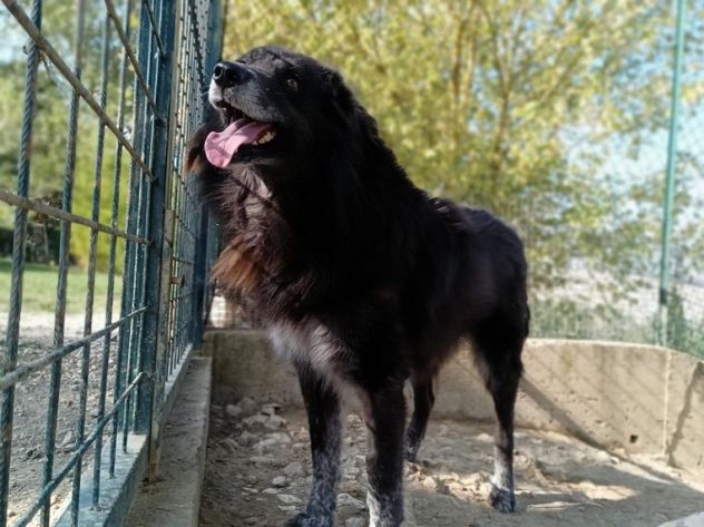 LUPO dolcissimo pastore- gli basta un raggio di sole! - Foto 7