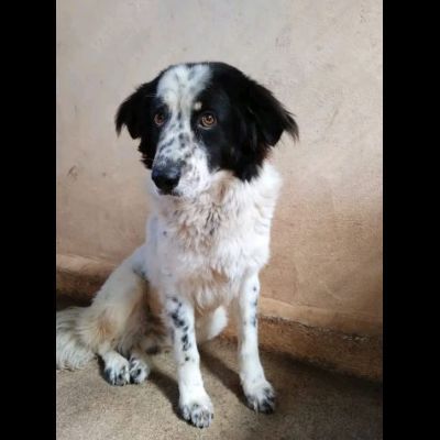 QUACK CANE IN ADOZIONE - Foto 3
