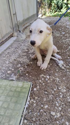 PUPA E LYAM, 2 MESI E MEZZO: DUE CANI STUPENDI ANCORA IN CANILE!! - Foto 6