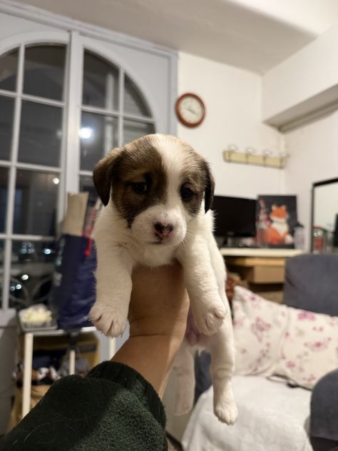 Cuccioli di jack Russell - Foto 4