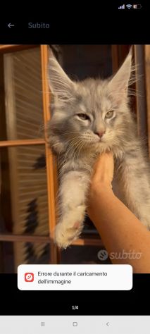 Maine coon cuccioli bellissimi - Foto 2