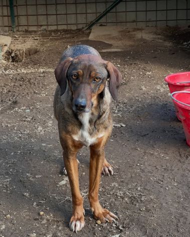 Magnifico MELAMPO mix segugio CANE IN ADOZIONE - Foto 7