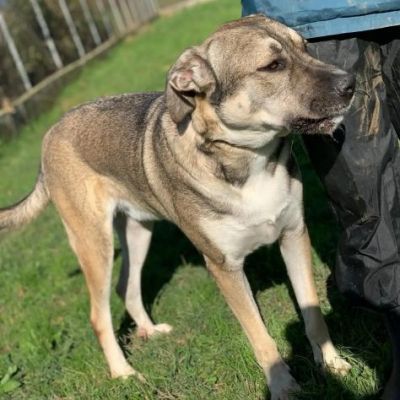 RIO AMOREVOLE E SOCIEVOLE CANE IN ADOZIONE - Foto 2