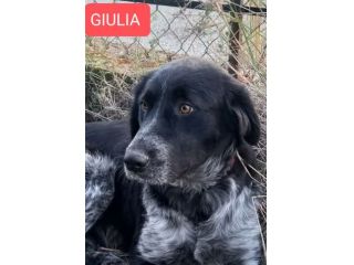 GIULIA e ODETTE una teglia per due CAGNOLINE IN ADOZIONE