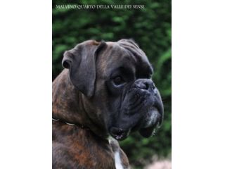 BOXER CUCCIOLI VENDO A VERONA- BOXER CUCCIOLI VENDO A VICENZA