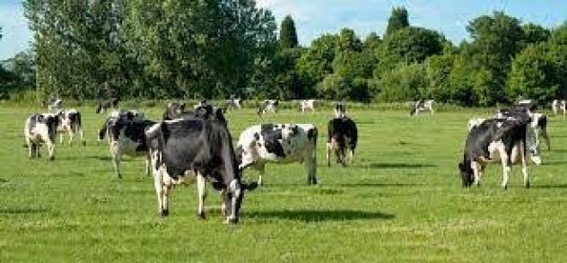 AZIENDA AGRICOLA