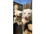 TIMOTEO SUPER COCCOLONE,  APRITE LA SUA GABBIA  CANE IN ADOZIONE