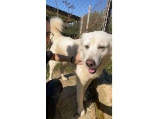 TIMOTEO SUPER COCCOLONE,  APRITE LA SUA GABBIA  CANE IN ADOZIONE