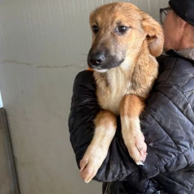 MOCKY un piccolo tenerone, cucciolo in adozione - Foto 3