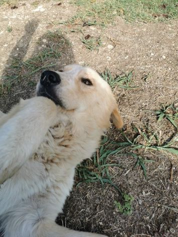 RENZO MAESTOSAMENTE MERAVIGLIOSO CANE IN ADOZIONE - Foto 6