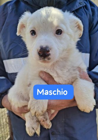 CUCCIOLI 2 MESI taglia media - Foto 3