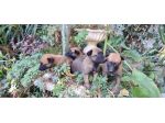 Allevamento Pastore Belga Malinois cuccioli a Napoli Salerno e in Campania