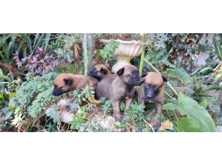 Allevamento Pastore Belga Malinois cuccioli a Napoli Salerno e in Campania