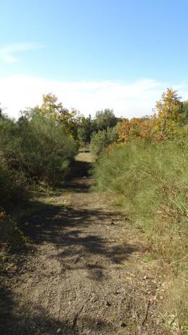 Area verde in vendita a Biancavilla - Foto 14