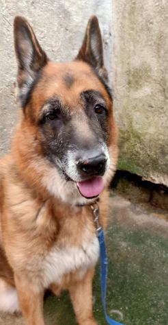 BUCK PASTORE TEDESCO 7 ANNI LA SUA FAMIGLIA NON LO VUOLE PIU’ … - Foto 3
