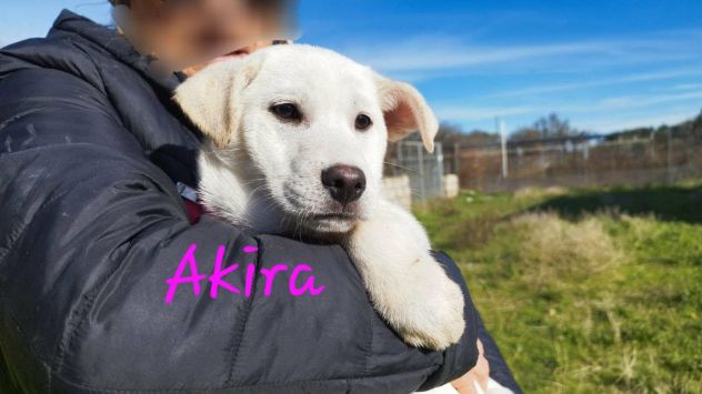 La dolcezza di AKIRA, simil labrador, ti aspetta. Adottala!