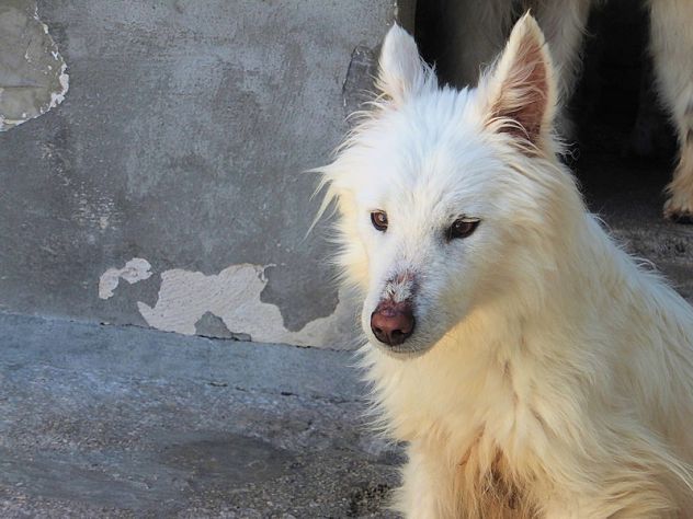 Rubino carinissimo e sorridente - Foto 5