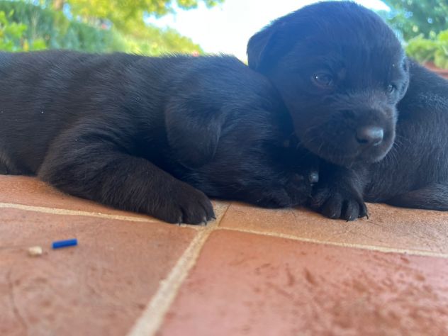 Cuccioli di Labrador Retriever con Pedigree - Foto 2