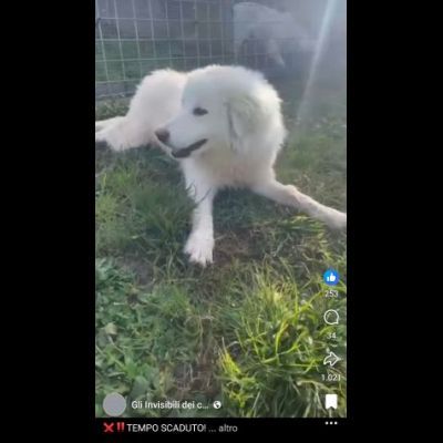 VANESSA DELIZIOSA NATA GIUGNO 2025 CANE IN ADOZIONE - Foto 5