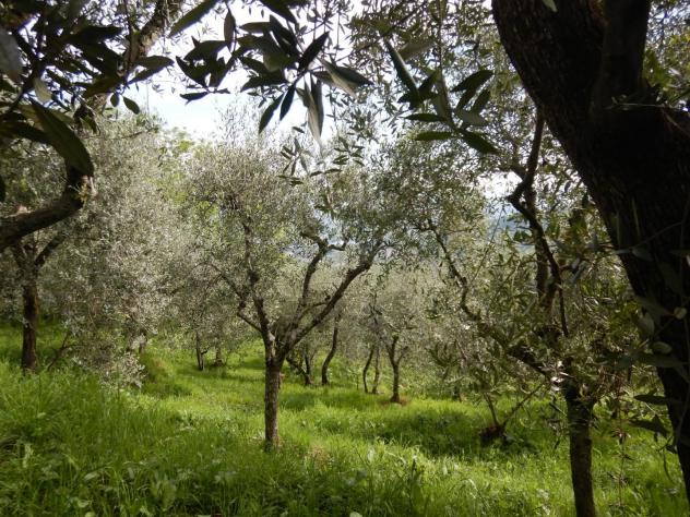 Terreno agricolo in vendita a Ruota - Capannori 1500 mq Rif: 1258452 - Foto 2