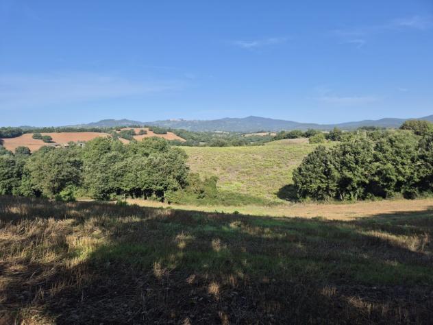Seminativo in vendita a Civitella Paganico - Foto 8