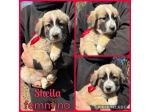 Regalo cuccioli meticci