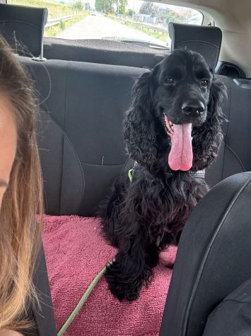 Cocker Spaniel (JOKER ) - Foto 2