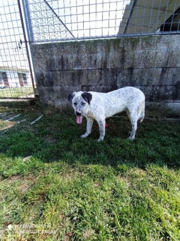 CUCCIOLONE IN ADOZIONE: JAGO - Foto 4