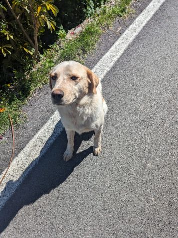 Scricciola dolcissima simil labrador che ama i gatti