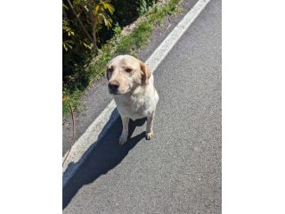 Scricciola dolcissima simil labrador che ama i gatti
