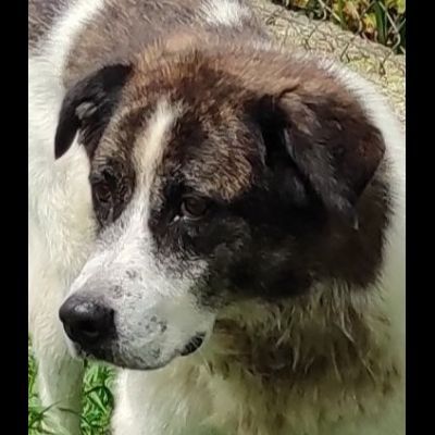 DOC LA DOLCEZZA, cane in adozione - Foto 2