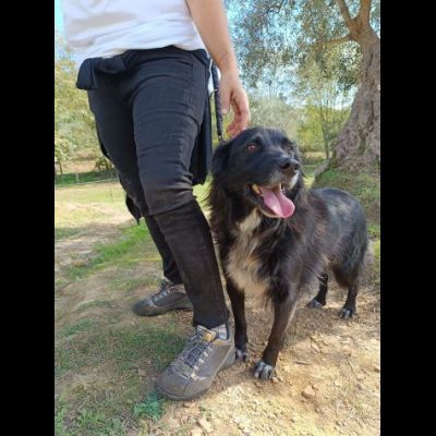 JACK bellissimo e socievolissimo CANE IN ADOZIONE - Foto 4