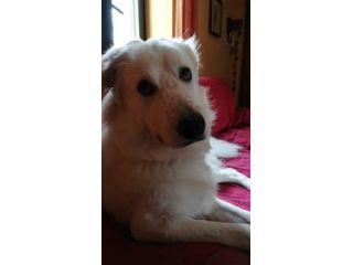CANE IN ADOZIONE: LA STORIA DI LELLO