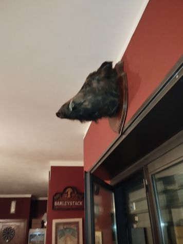 Bellissima Testa di cinghiale