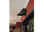 Bellissima Testa di cinghiale