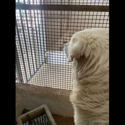 OMAR ADORABILE CUORE DI PANNA CANE IN ADOZIONE - Foto 8