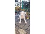 Cucciolo Amstaff Bianco