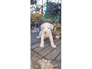 Cucciolo Amstaff Bianco