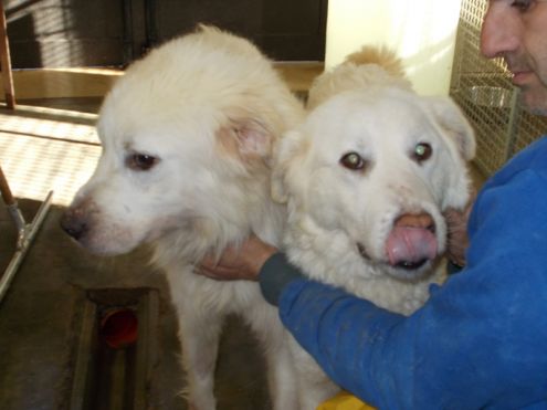 BLANCO E BLANCA, due cuori grandi URGENTE! - Foto 2