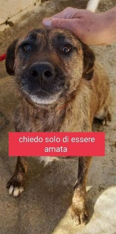 SAMIRA 2anni unica sopravvissuta!Timidina SUD