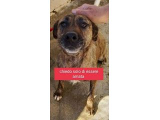 SAMIRA 2anni unica sopravvissuta!Timidina SUD