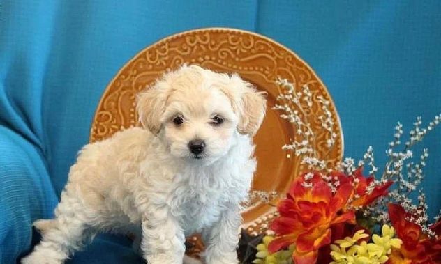maltese